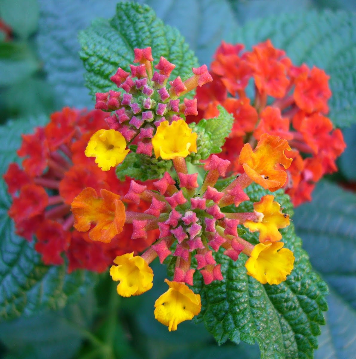 Lantana camara