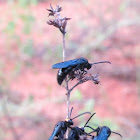 Australian Blue Flower Wasp