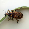 Pales Weevil