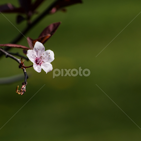 Spring by Crisan Marius - Flowers Single Flower