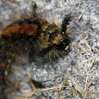 Rusty Tussock Moth caterpillar