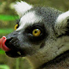 Ring-tailed Lemur - Nashville Zoo