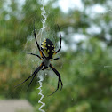 Black and yellow argiope