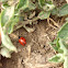 Seven spotted lady beetle