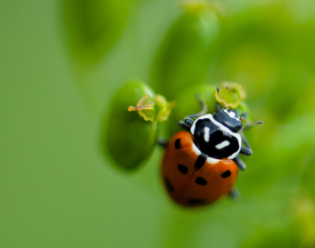 13 spotted lady bug