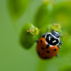 13 spotted lady bug