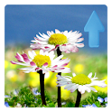 Daisy Flowers Live Wallpaper logo