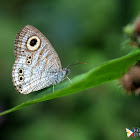 Common Five Ring Butterfly