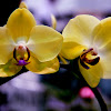 Phalaenopsis hybrid orchid