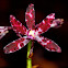 Slender Hyacinth  Orchid