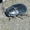 Bluish Darkling beetle