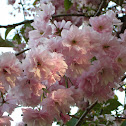 Cherry Blossom