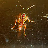Brown-banded Ichneumon Wasp