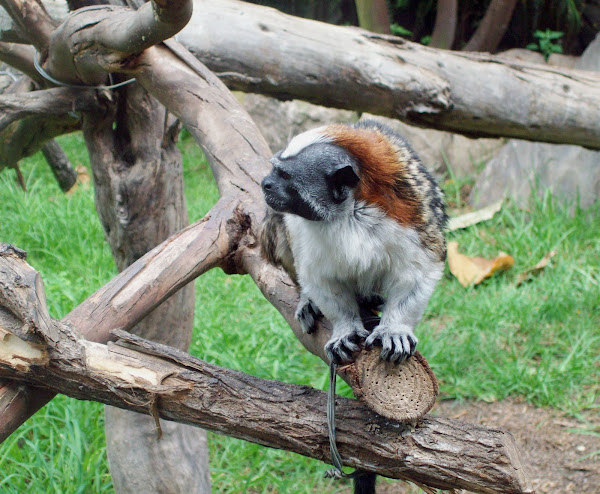 Geoffroy's tamarin | Project Noah