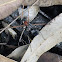 Metallic Brown Spider Wasp