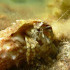 Hermit crab. Cangrejo ermitaño