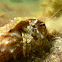 Hermit crab. Cangrejo ermitaño