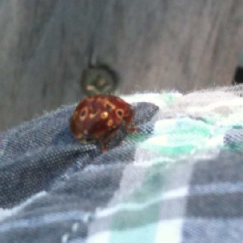Eye-spotted lady beetle