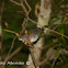 White rimmed warbler