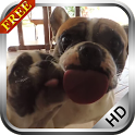 Dog Licking Screen Video LWP icon