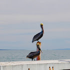 California Brown Pelican