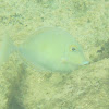 Bluespine Unicornfish Juvenile