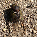 Walker's Cicada