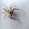 Bronze Jumping Spider