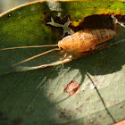 Balta cockroach