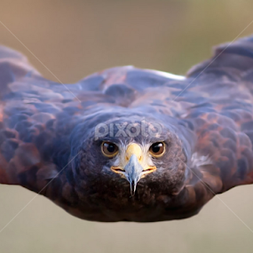 to fly by Stefano Ronchi - Uncategorized All Uncategorized