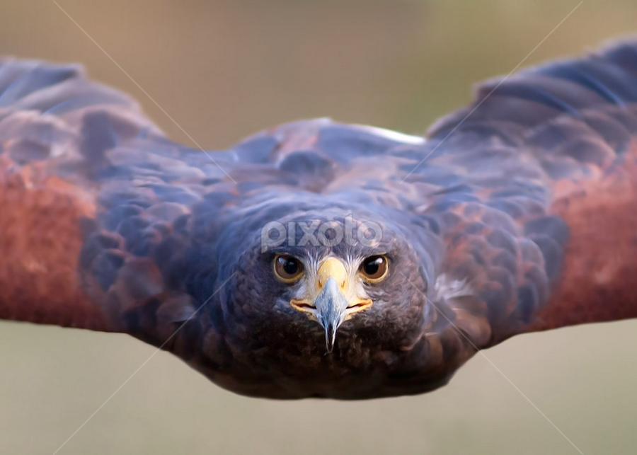 to fly by Stefano Ronchi - Uncategorized All Uncategorized