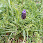 Grape Hyacinth (του κούκου το ψωμάκι)