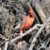 Northern Cardinal (male)