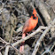 Northern Cardinal (male)