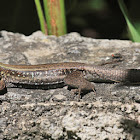 Dominican Ground Lizard