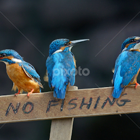 no fishing please  by Raj Dhage - Animals Birds