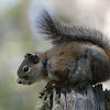 Mount Graham Red Squirrel