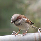 House Sparrows