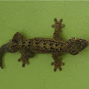 Turnip tailed gecko