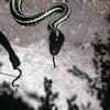 Western Ribbon Snake