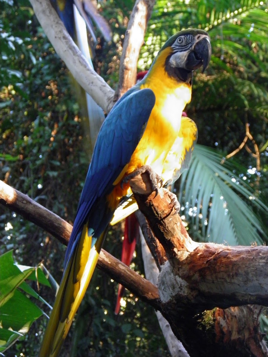 Blue and yellow macaw (Guacamayo azul y amarillo)