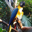 Blue and yellow macaw (Guacamayo azul y amarillo)
