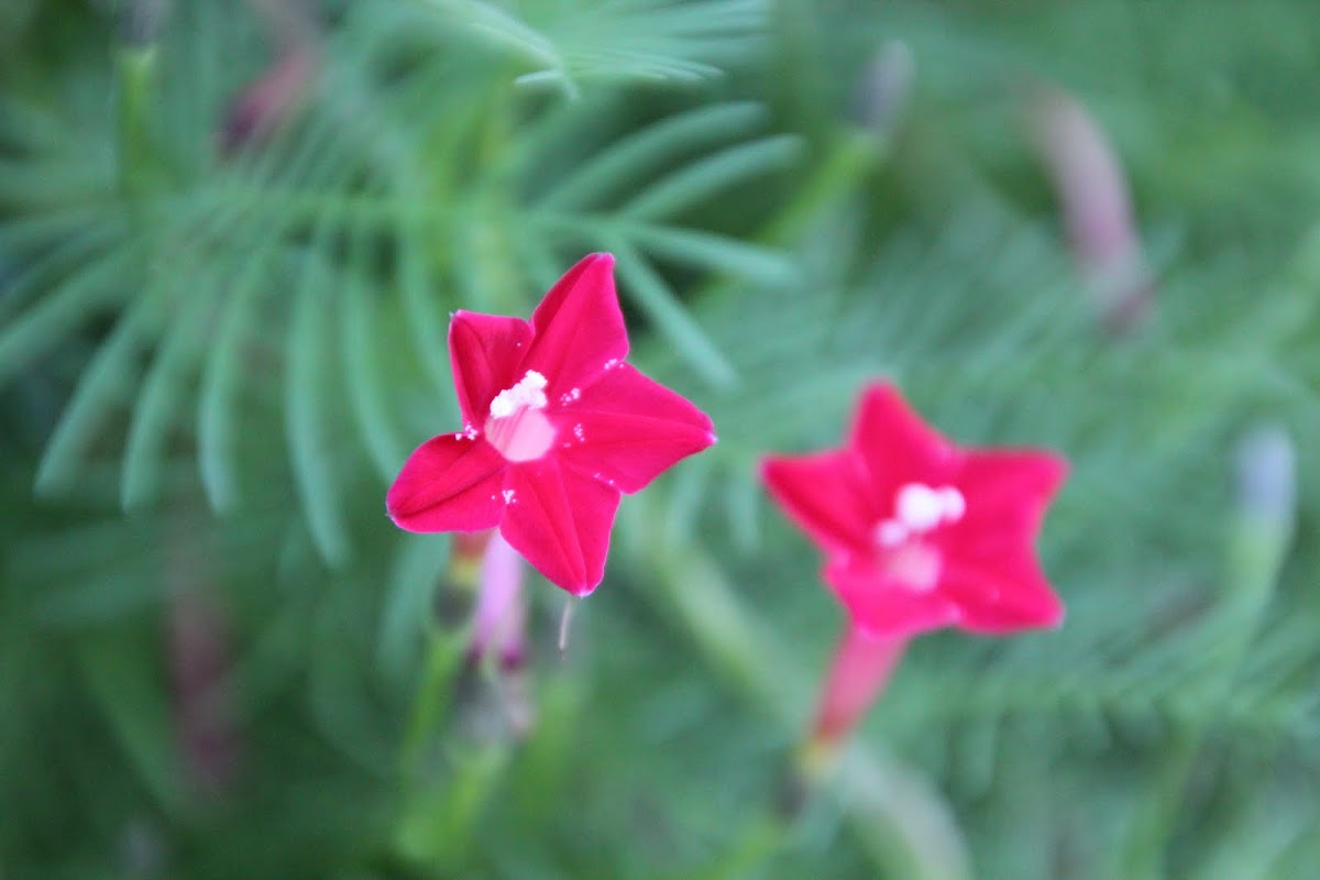Cypress Vine, Star Glory, Hummingbird Vine | Project Noah