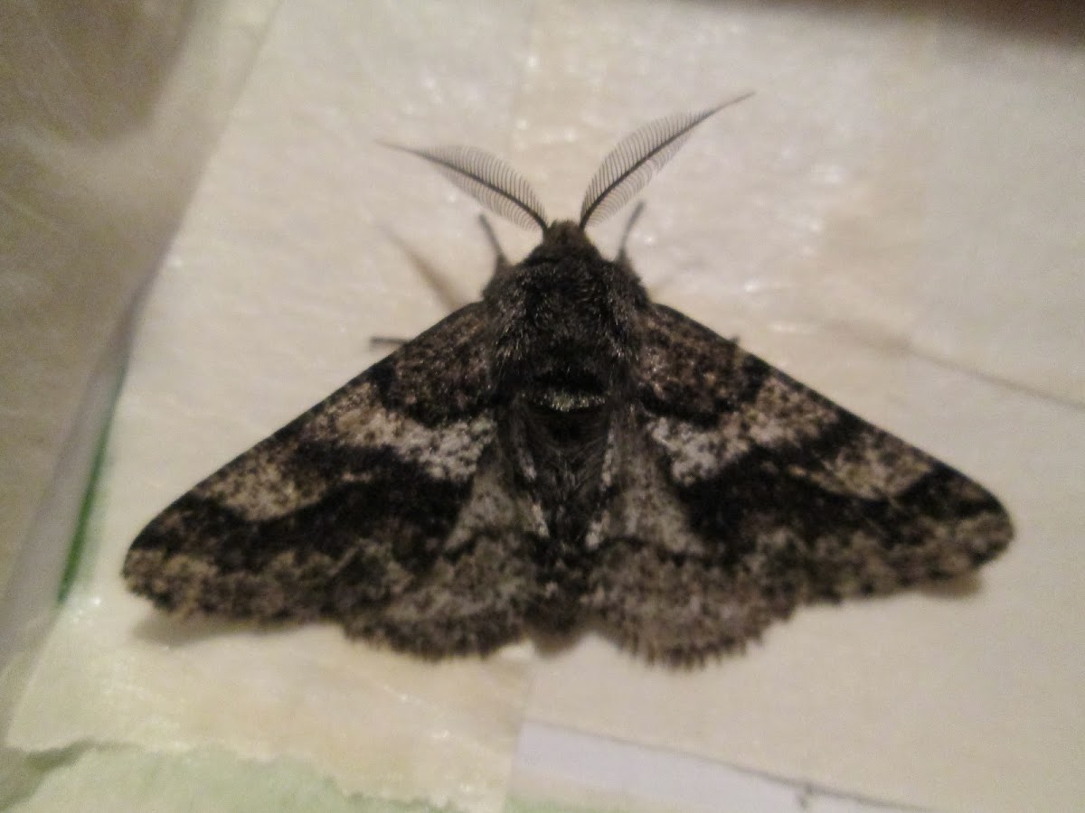 Woolly Gray Moth