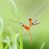 Ichneumon wasp