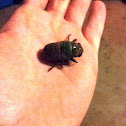 Cicada (shedding)