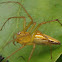 Burmese Lynx Spider