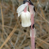 The ghost plant (also known as Indian Pipe)