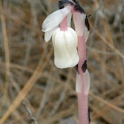 The ghost plant (also known as Indian Pipe)