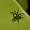 Banded Phintella Spider